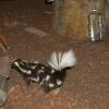 Part of wildlife display